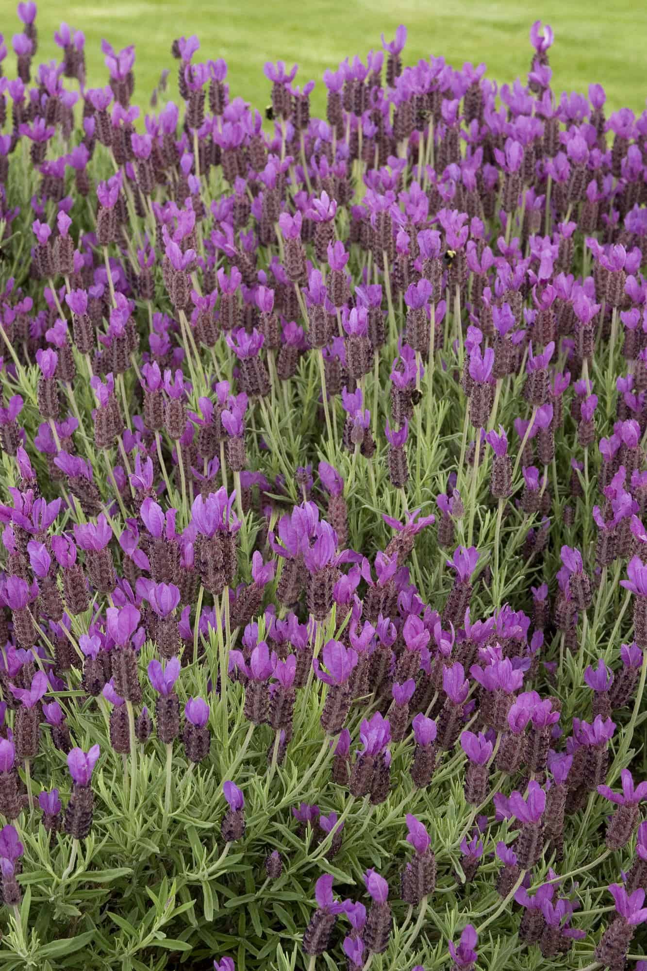 Spanish Lavender - Desert Horizon Nursery