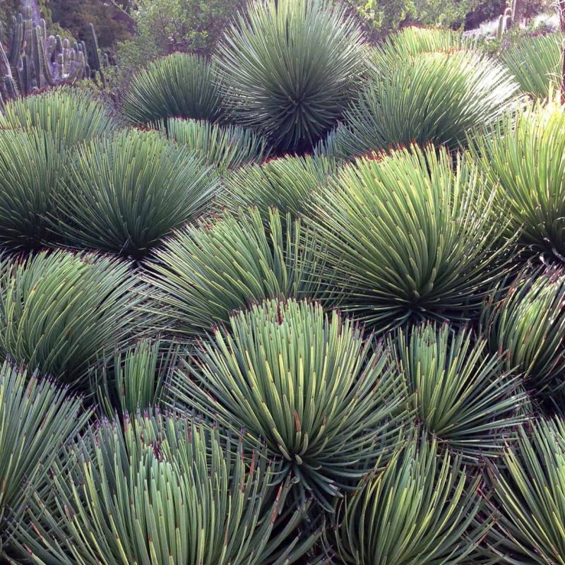 Agave-Stricta-desert-horizon-nursery.jpg