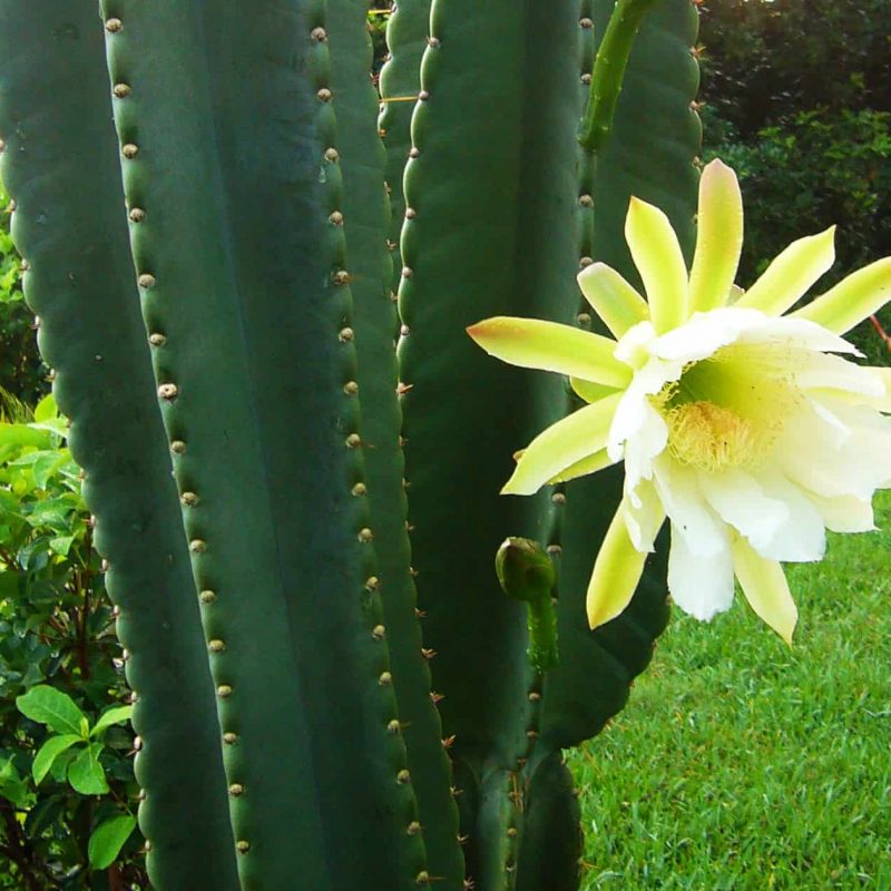 Blue-Cereus-desert-horizon-nursery.jpg