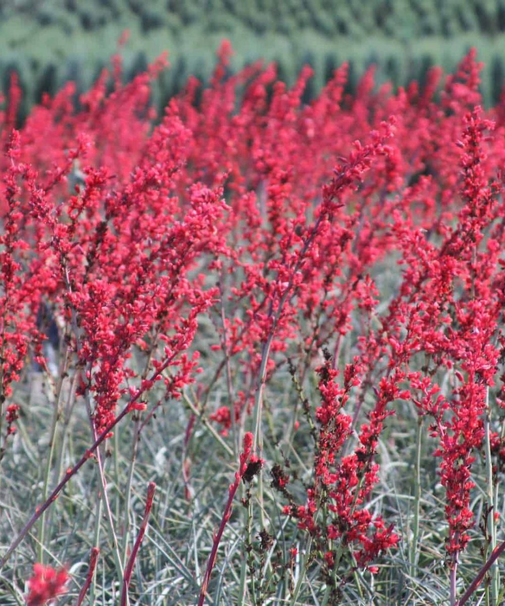 Brake-Lights-Yucca-Hesperaloe-Parviflora-Bright-Lights-desert-horizon-nursery.jpg