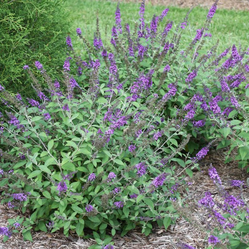 Butterfly-Bush-Buddleia-Davidii-desert-horizon-nursery.jpg