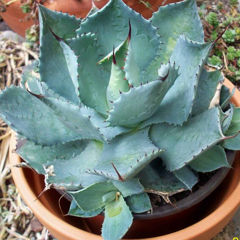 Cameron-Blue-Agave-Agave-Potatorum-Cameron-Blue-desert-horizon-nursery.jpg