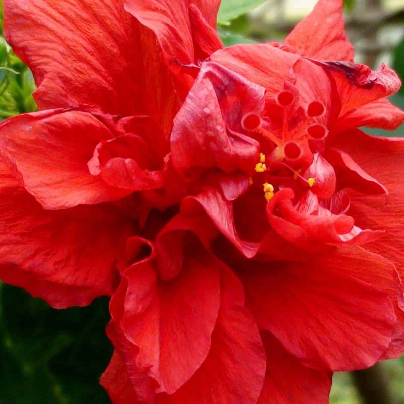 Double-Red-Hibiscus-Hibiscus-Moscheutos-desert-horizon-nursery.jpg