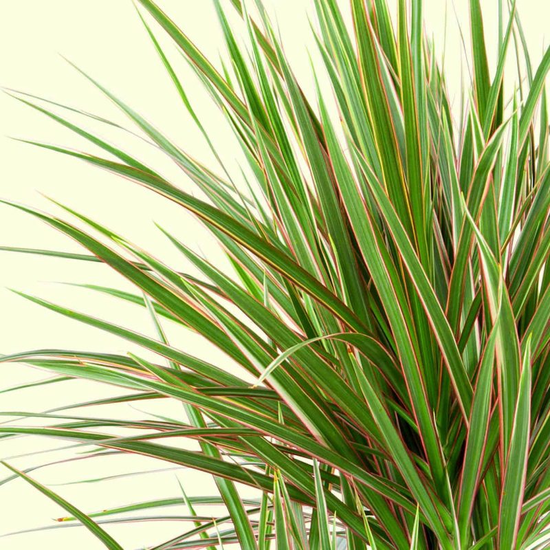 Dracaena-desert-horizon-nursery.jpg