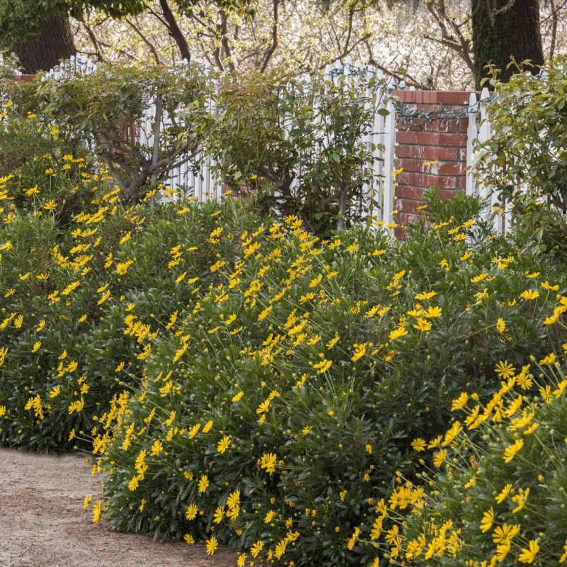 Euryops-Daisy-Euryops-pectinatus-desert-horizon-nursery.jpg