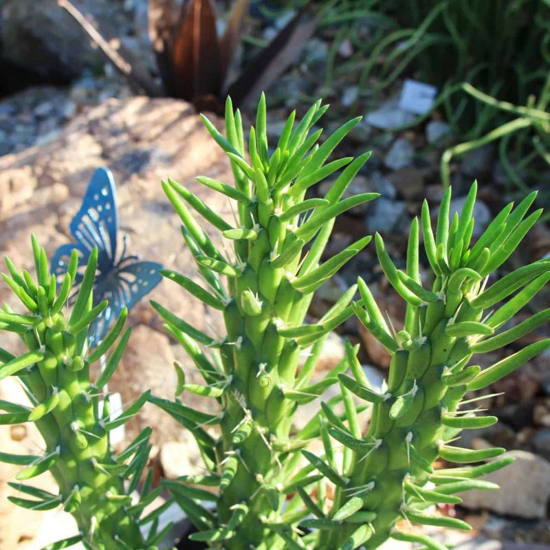 Eves-Needle-Austrocylindropuntia-Subulata-desert-horizon-nursery.jpg