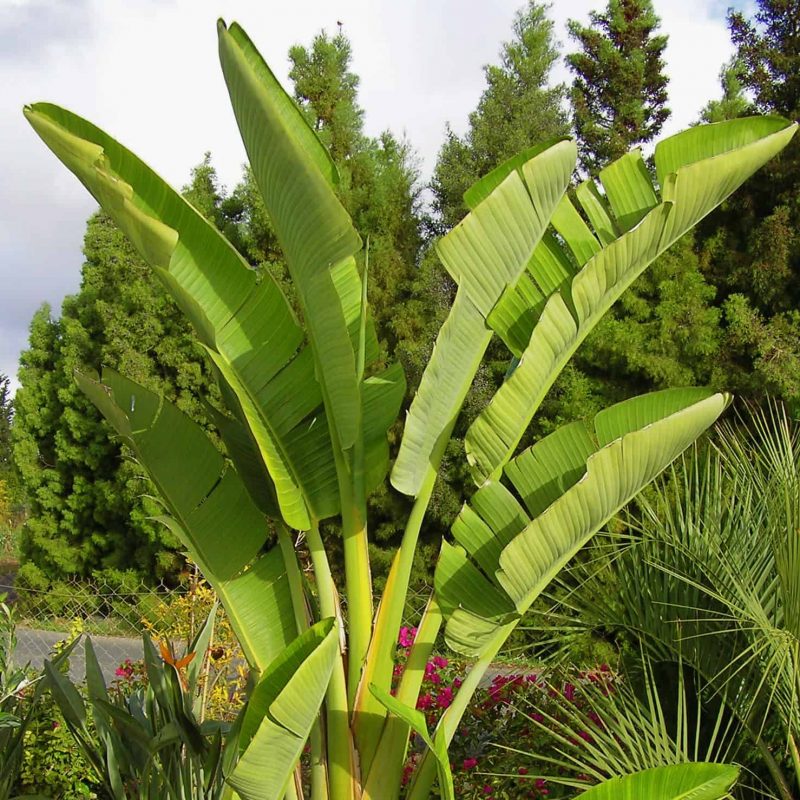 Giant-Bird-of-Paradise-Strelitzia-Nicolai-desert-horizon-nursery.jpg