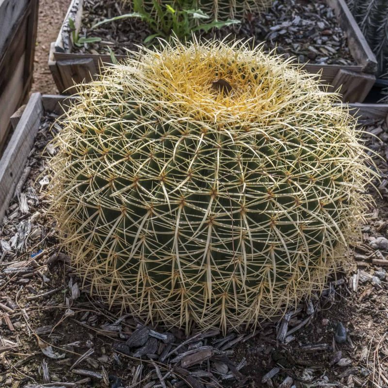 Golden-Barrel-Golden-Barrel-desert-horizon-nursery.jpg