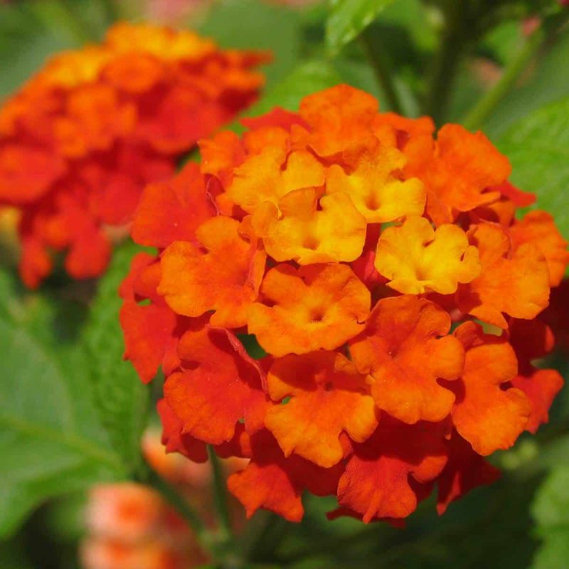 Lantana-orange-desert-horizon-nursery-1.jpg