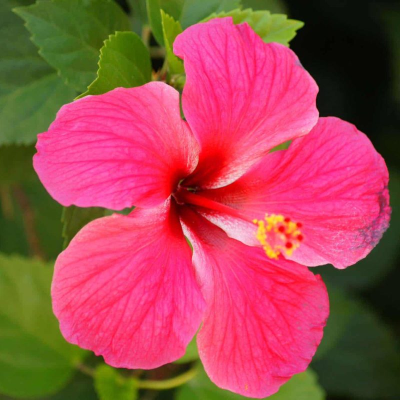 Lipstick-Hibiscus-desert-horizon-nursery.jpg