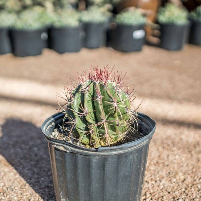 Mexican-Fire-Barrel-for-sale-at-Desert-Horizon-Nursery-DSC04762.jpg