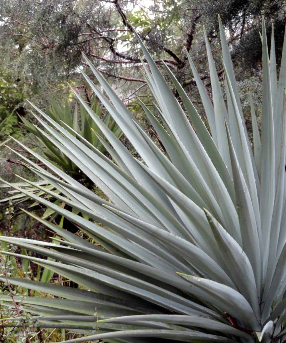 Mountain-Yucca-Yucca-Schottii-desert-horizon-nursery.jpg