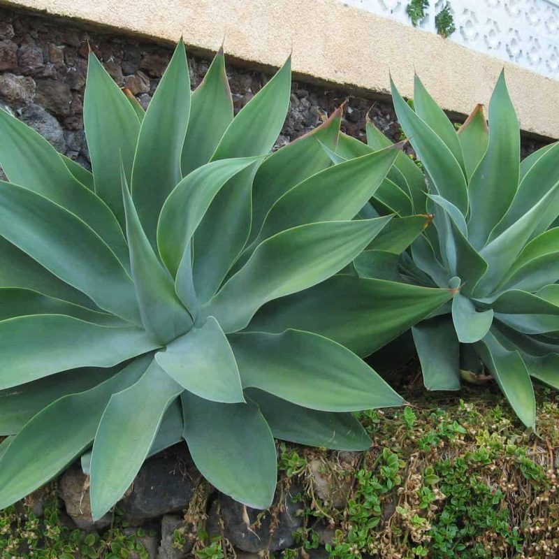 Nova-Agave-Agave-attenuata-Nova-desert-horizon-nursery.jpg