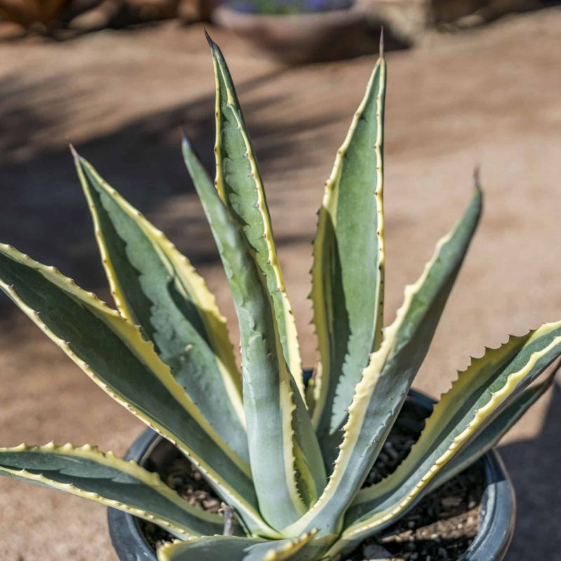 Variegated-Century-Plant-for-sale-at-Desert-Horizon-Nursery-DSC04270.jpg