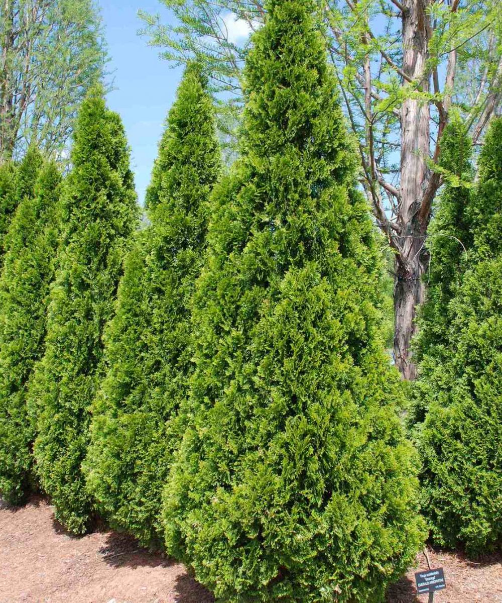 american-arborvitae-thuja-desert-horizon-nursery-1.jpg