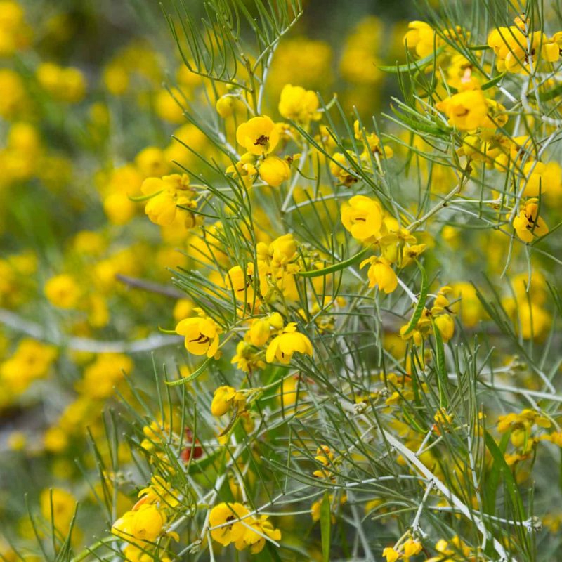 feathery-cassia-cassia-artemisioides-desert-horizon-nursery.jpg