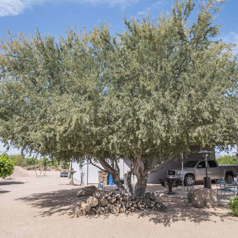 ironwood-tree-olneya-tesota-p1050787.jpg