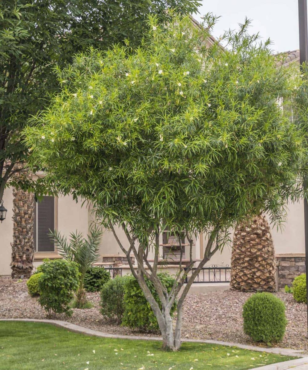 Peach Lucky Nut - Desert Horizon Nursery