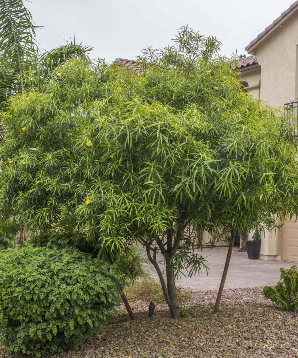 Yellow Lucky Nut - Desert Horizon Nursery